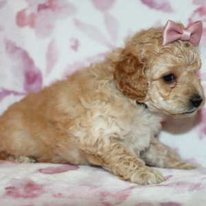 Poodle Puppy Avie