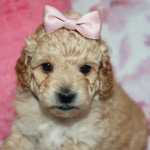 Poodle Puppy Avie