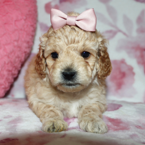 Poodle Puppy Avie