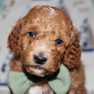 Poodle Puppy Arlo