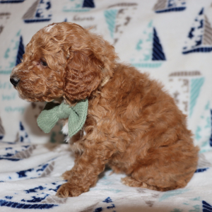 Poodle Puppy Arlo