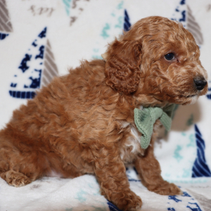 Poodle Puppy Arlo