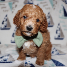 Poodle Puppy Arlo