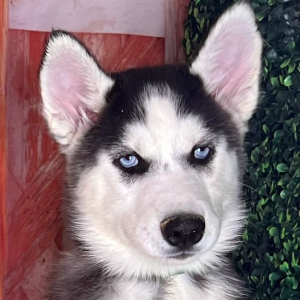 Siberian Husky Puppy Kasey
