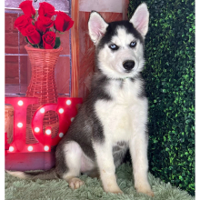 Siberian Husky Puppy Kasey
