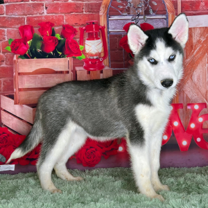 Siberian Husky Puppy Kasey