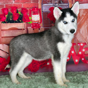 Siberian Husky Puppy Kasey