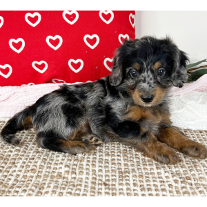 Bernedoodle Puppy Lexus