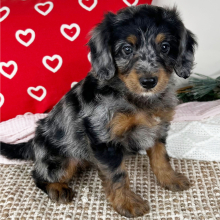 Bernedoodle Puppy Lexus