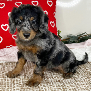 Bernedoodle Puppy Lexus