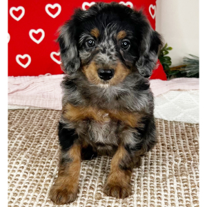 Bernedoodle Puppy Lexus