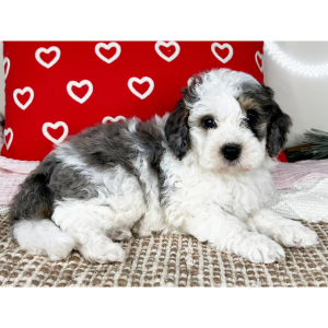 Bernedoodle Puppy Captain