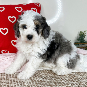 Bernedoodle Puppy Captain