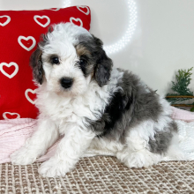 Bernedoodle Puppy Captain