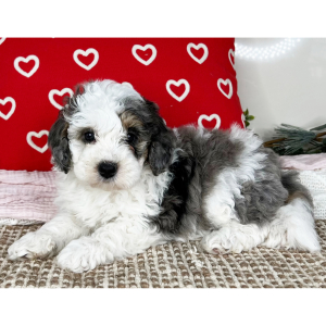 Bernedoodle Puppy Captain