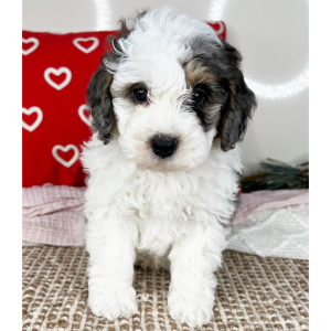 Bernedoodle Puppy Captain