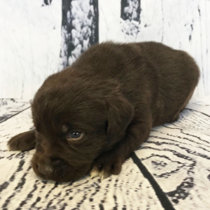 Labrador Retriever Puppy Carl