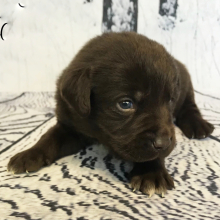 Labrador Retriever Puppy Carl