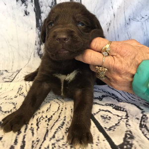 Labrador Retriever Puppy Carl