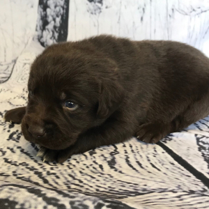 Labrador Retriever Puppy Carl