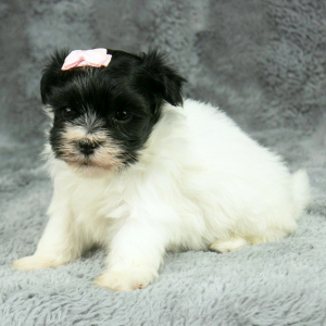 Havanese Puppy Gail