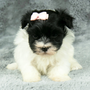 Havanese Puppy Gail