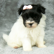 Havanese Puppy Gail