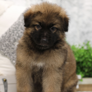 German Shepherd Dog Puppy Artie