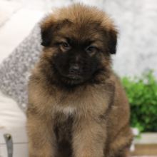 German Shepherd Dog Puppy Artie