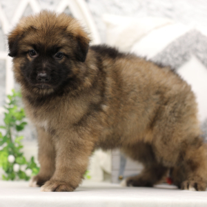 German Shepherd Dog Puppy Artie