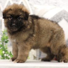German Shepherd Dog Puppy Artie