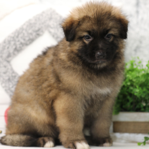 German Shepherd Dog Puppy Artie