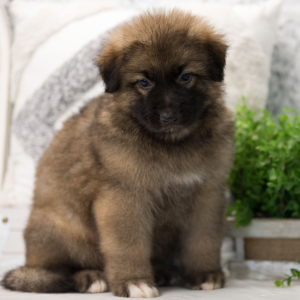 German Shepherd Dog Puppy Artie
