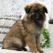 German Shepherd Dog Puppy Artie