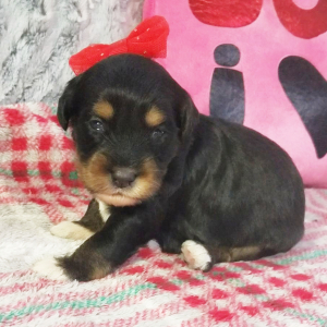 Aussiedoodle Puppy Gina