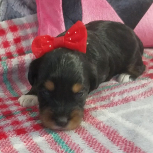 Aussiedoodle Puppy Gina