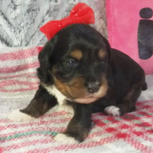 Aussiedoodle Puppy Gina