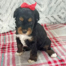 Aussiedoodle Puppy Gina