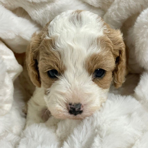 Cavapoo Puppy Foxy