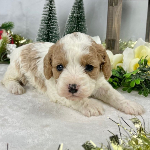 Cavapoo Puppy Foxy