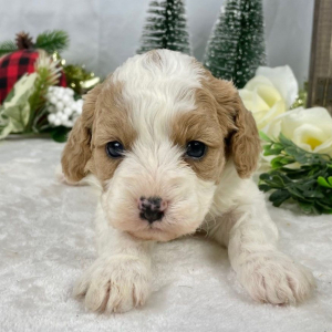 Cavapoo Puppy Foxy