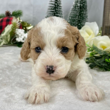 Cavapoo Puppy Foxy