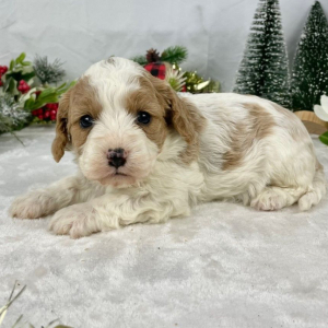 Cavapoo Puppy Foxy