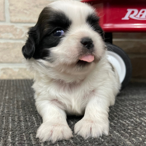 Shih Tzu Puppy Cooper