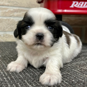 Shih Tzu Puppy Cooper