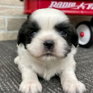 Shih Tzu Puppy Cooper