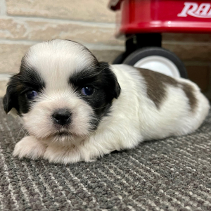 Shih Tzu Puppy Cooper
