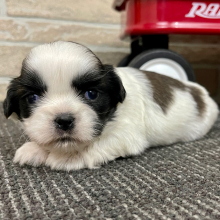 Shih Tzu Puppy Cooper