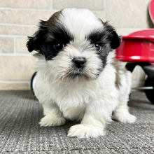 Shih Tzu Puppy Cooper