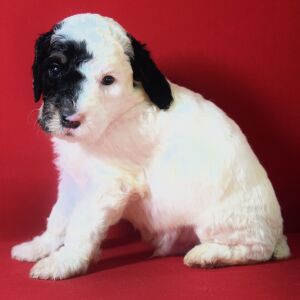 Poodle Puppy Lando